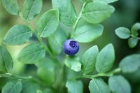 blueberry-PXJ6JV8_1