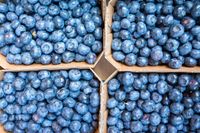 fresh-blueberries-PKCUSRU