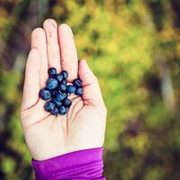 woman-hand-giving-blueberry-vintage-background-PDCQ5EW